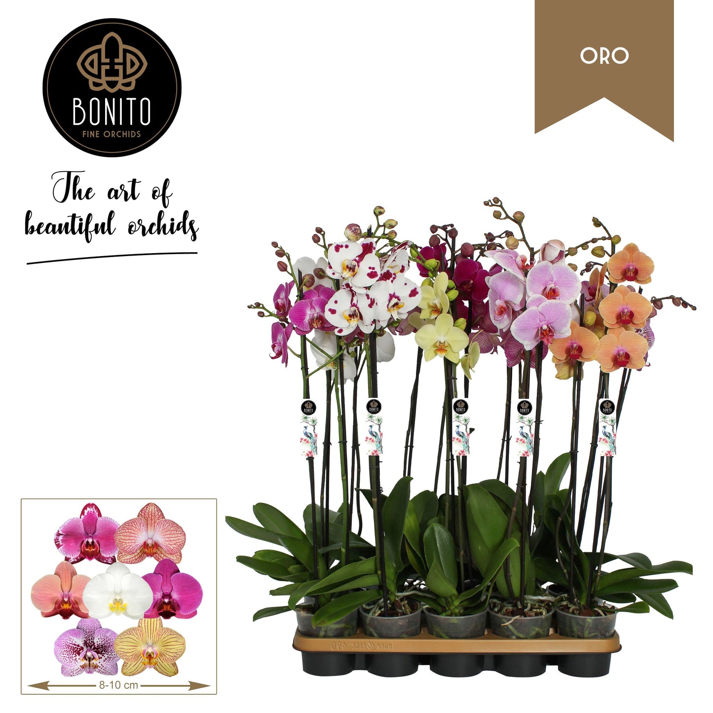 Phalaenopsis mix Oro 75cm 12cm Pot