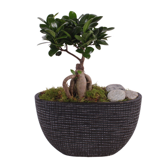 Ficus Ginseng 35cm 26cm Pot