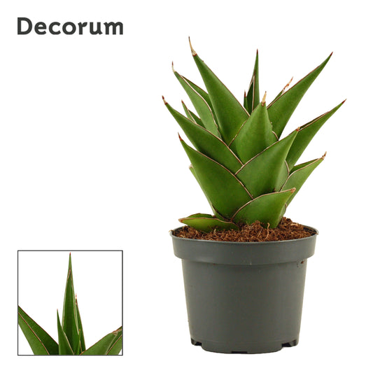 Sansevieria 17cm 9cm Pot