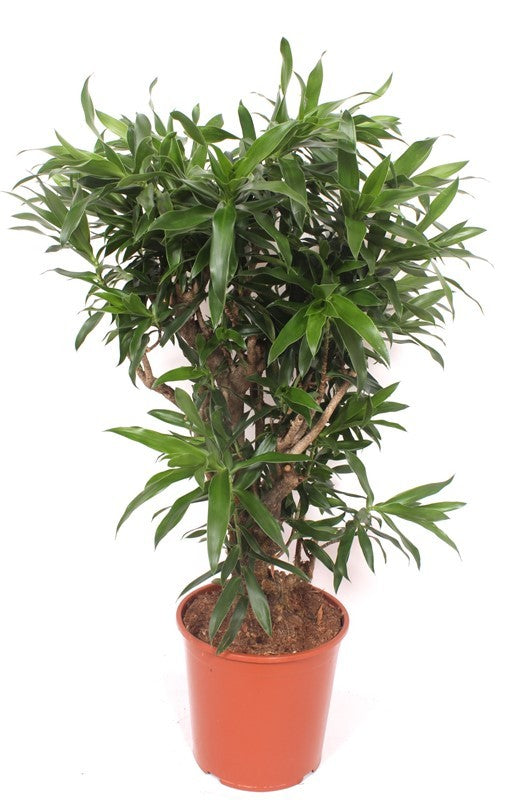 Dracaena reflexa 130cm 30cm Pot