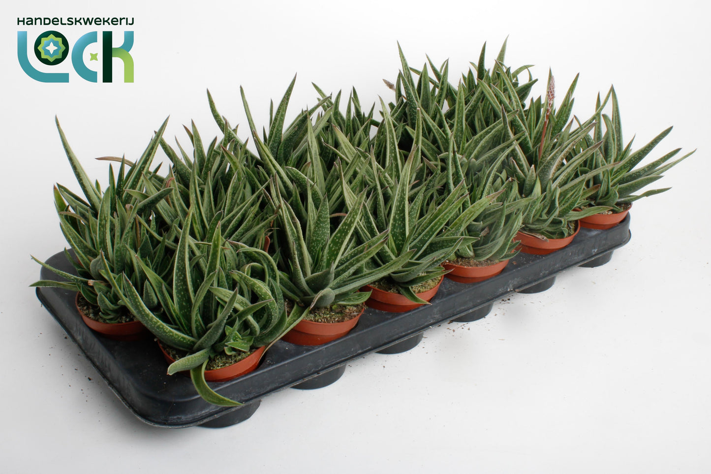 Gasteria 12cm 8.5cm Pot