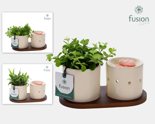 Fusion Scents keramiek Gift set plankje met Groene planten 20cm 20cm Pot