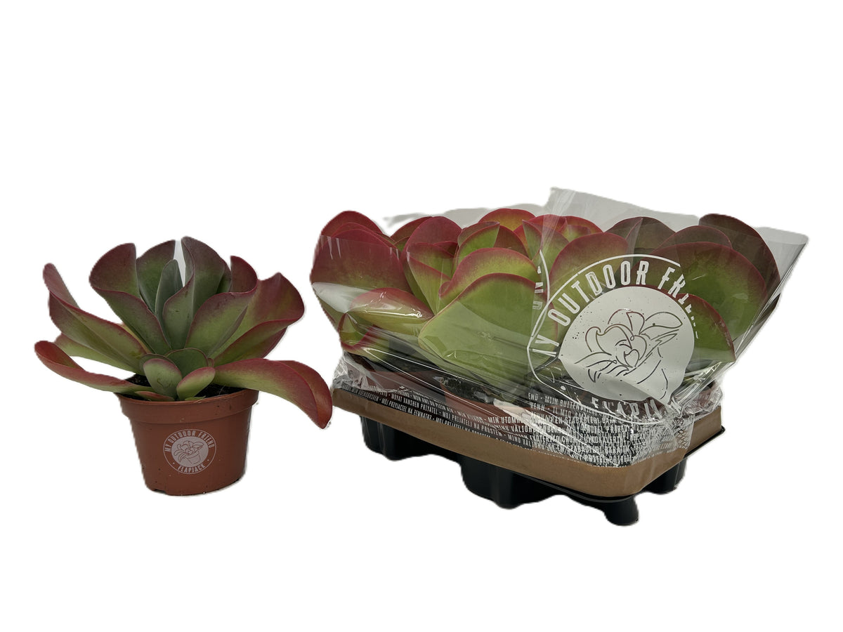 Kalanchoe thyrsiflora 27cm 15cm Pot