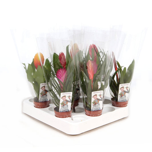 Bromelia mix 25cm 505cm Pot