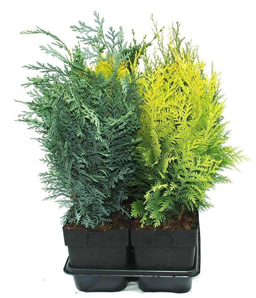 Conifer upright mix 65cm 17cm Pot