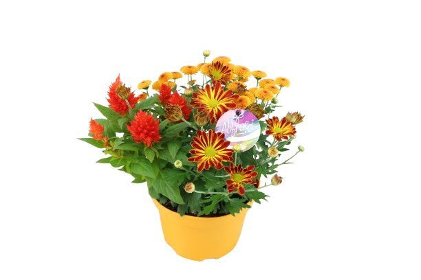 Bedding plants mixpot 33cm 19cm Pot
