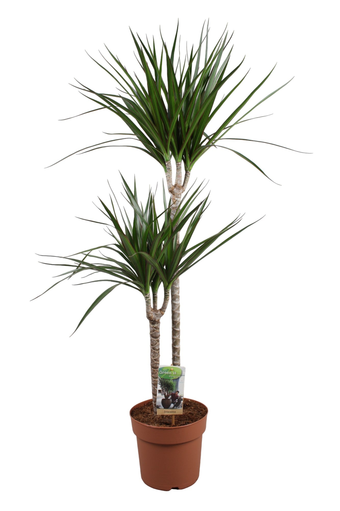Dracaena marginata 110cm 19cm Pot