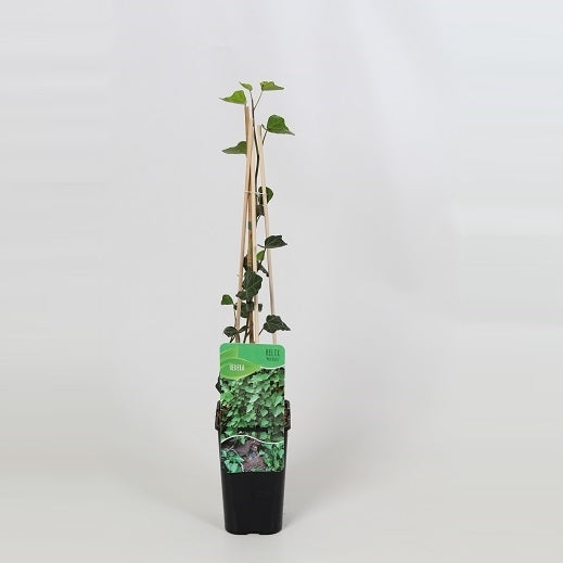 Hedera hel. Woerner 14cm Pot