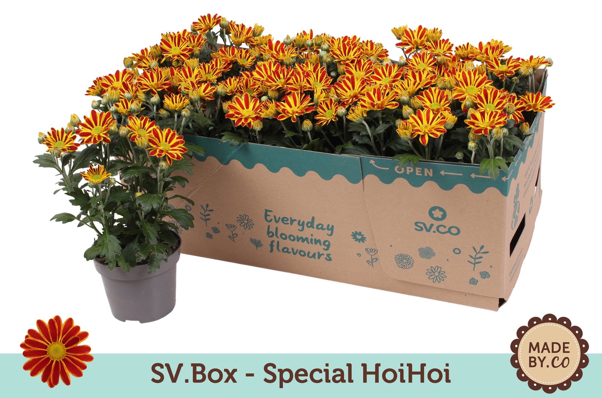 Chrysanthemum Hoihoi 25cm 12cm Pot
