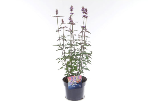 Agastache Blue Fortune 65cm 17cm Pot