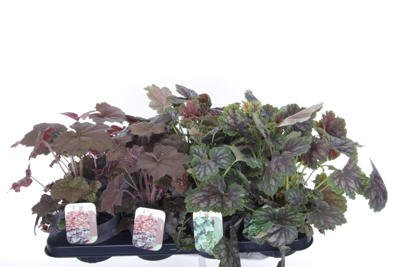 Heuchera hybrid 40cm 13cm Pot