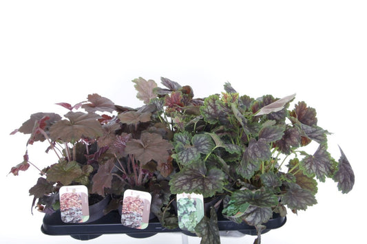 Heuchera hybrid 40cm 13cm Pot
