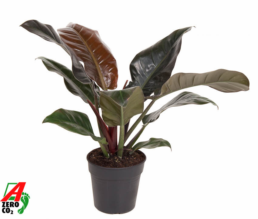 Philodendron Imperial Red 60cm 19cm Pot