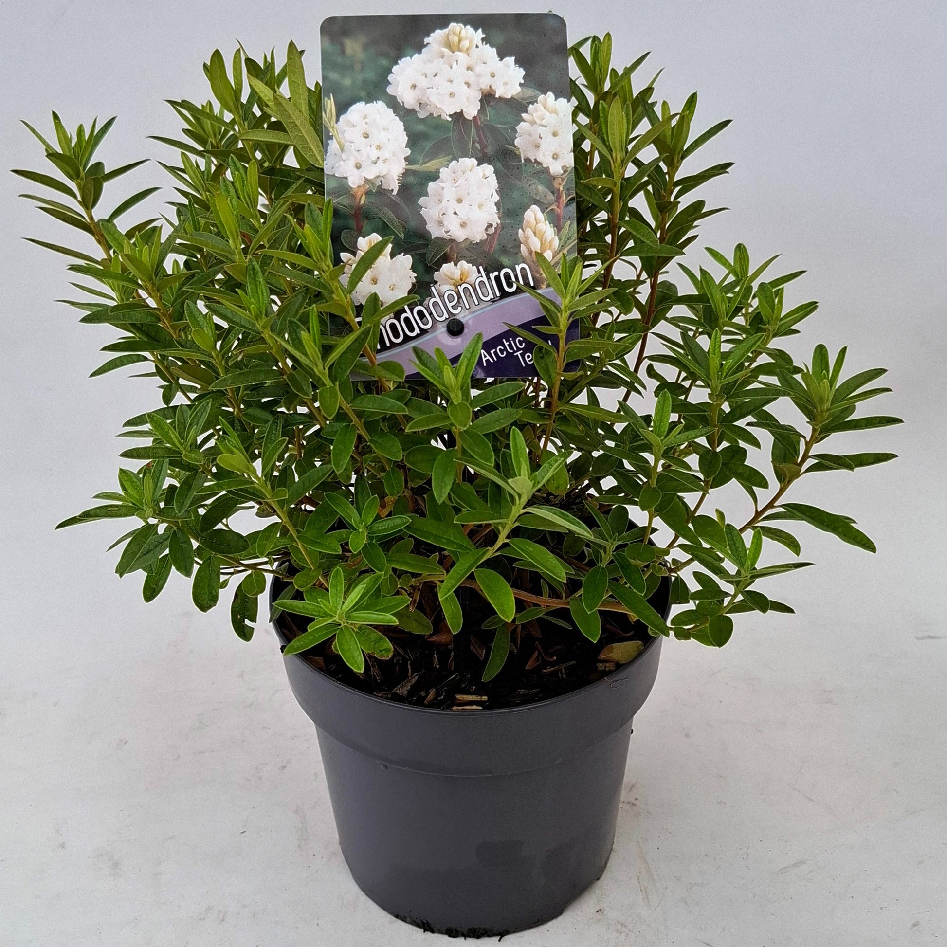 Rhododendron Arctic Tern 20cm 17cm Pot