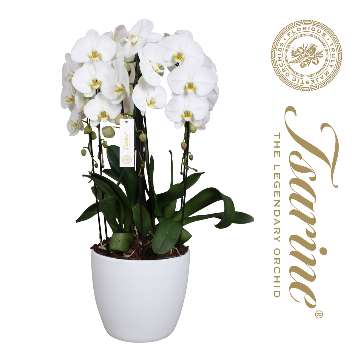 Phalaenopsis white 100cm 32cm Pot