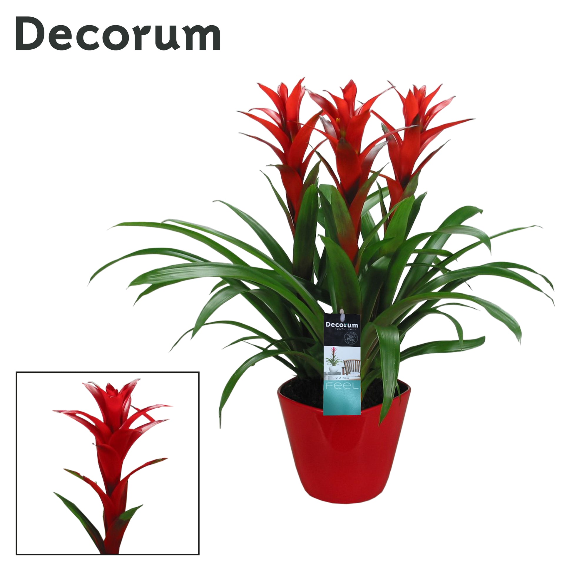 Guzmania Ostara 21cm Pot