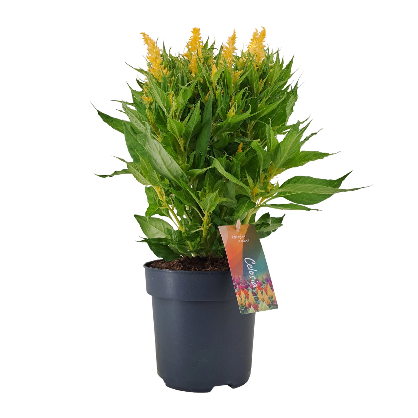 AltaNova Celosia Kelos Fire Yellow Pack of 6