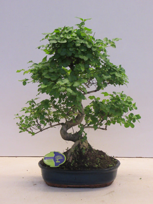 Bonsai Mix 50cm 32cm Pot