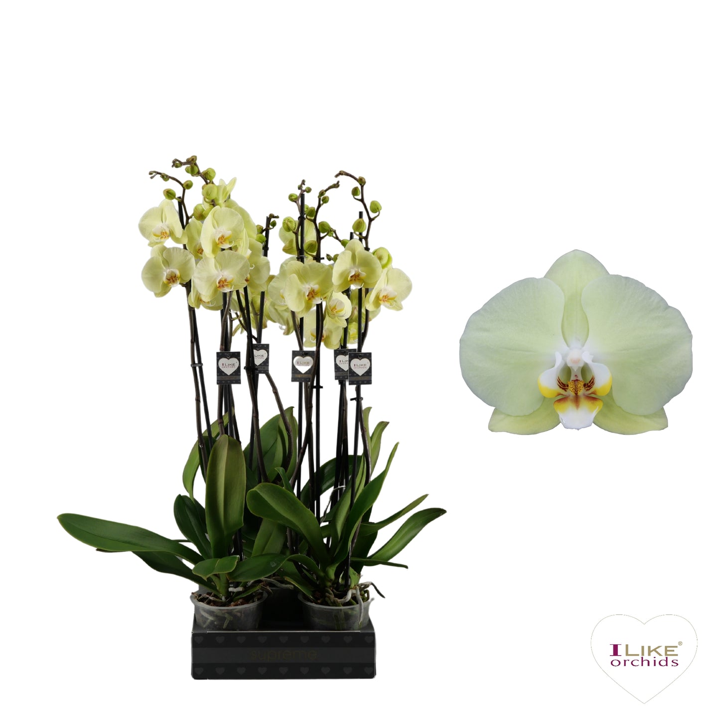 Phalaenopsis Golden Coin 55cm 12cm Pot