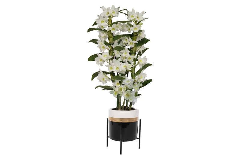 Dendrobium Apollon 55cm 12cm Pot