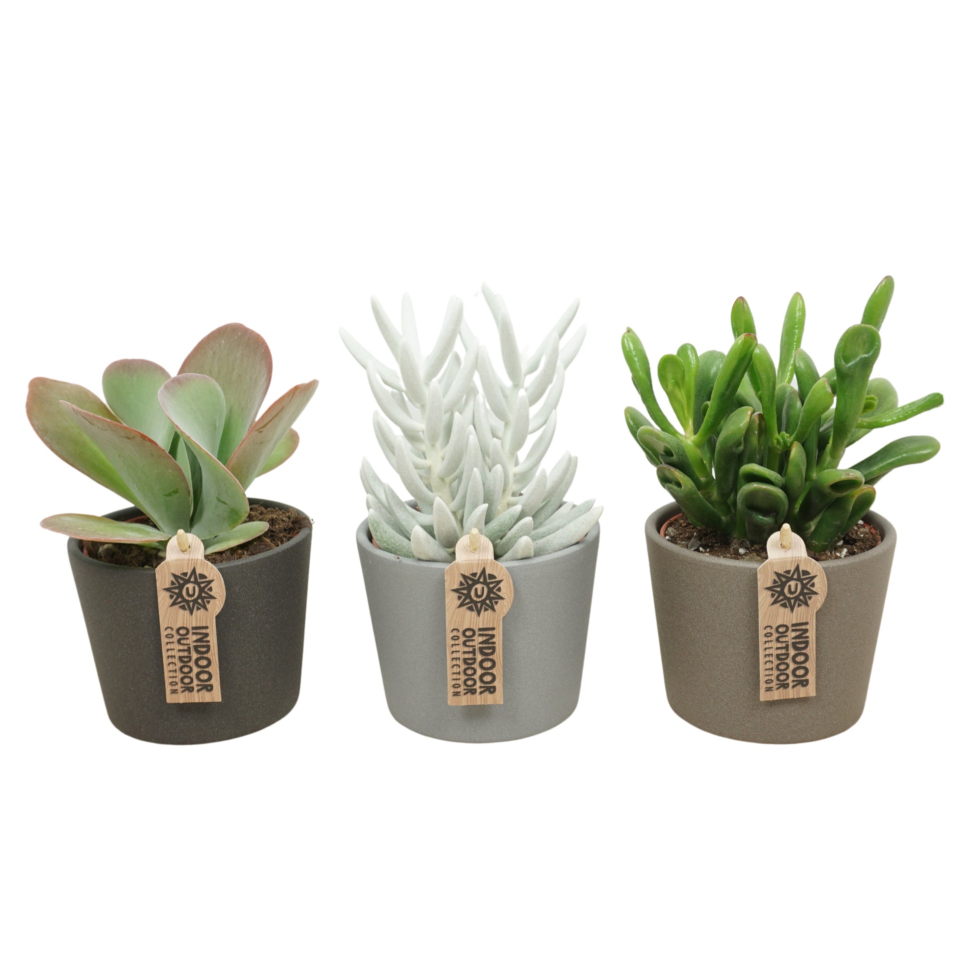 Succulent mix 17cm 10.5cm Pot
