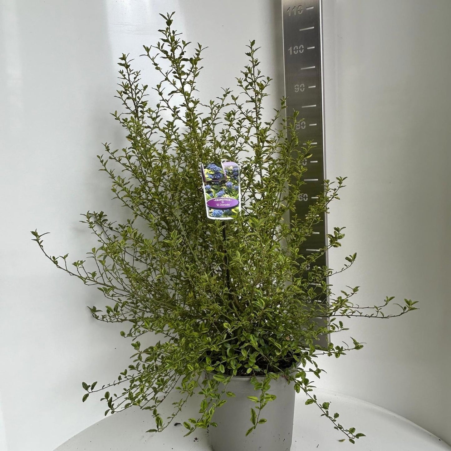 Ceanothus thyrsiflorus 80cm 29cm Pot