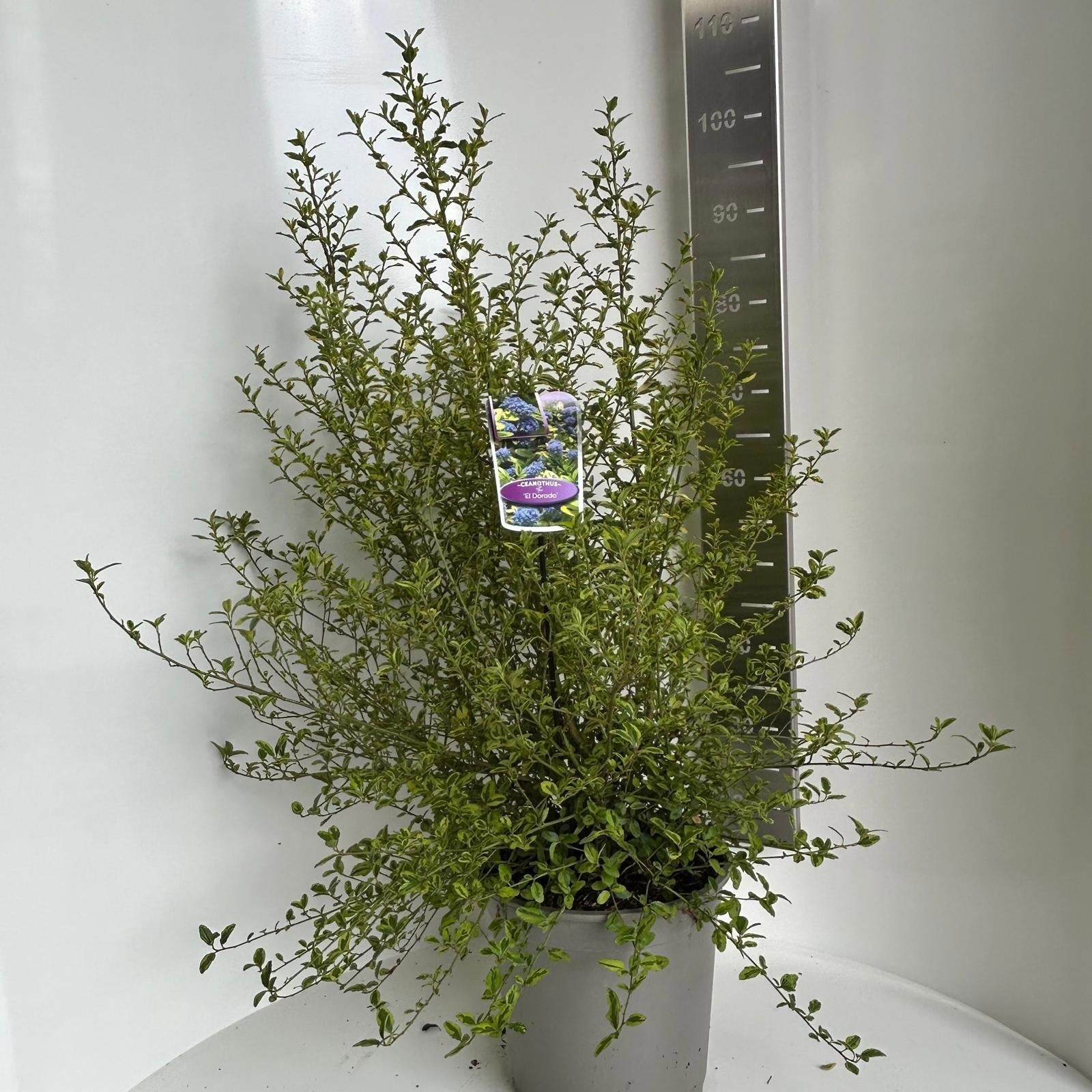 Ceanothus thyrsiflorus 80cm 29cm Pot