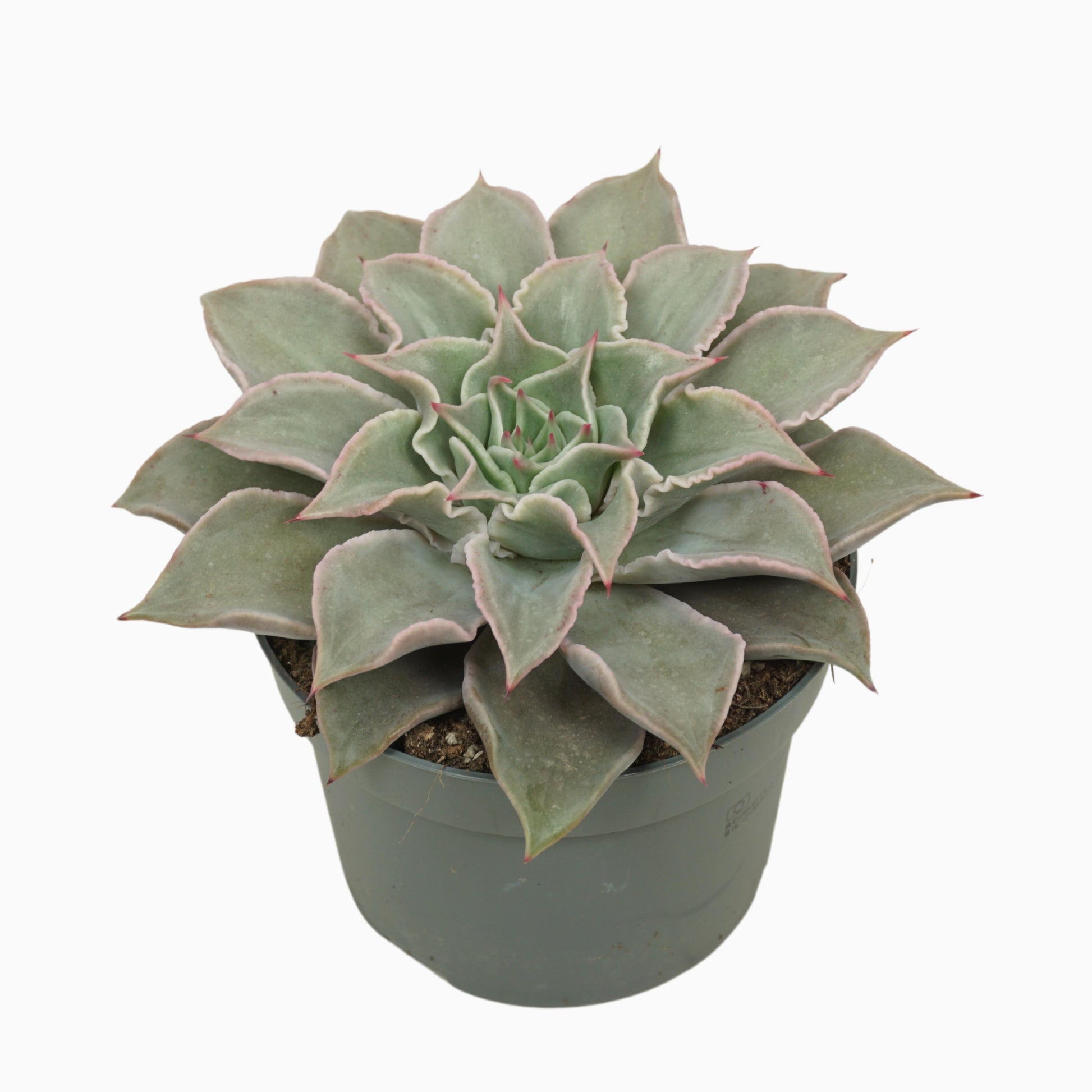 Echeveria Hybrid 16cm 13cm Pot