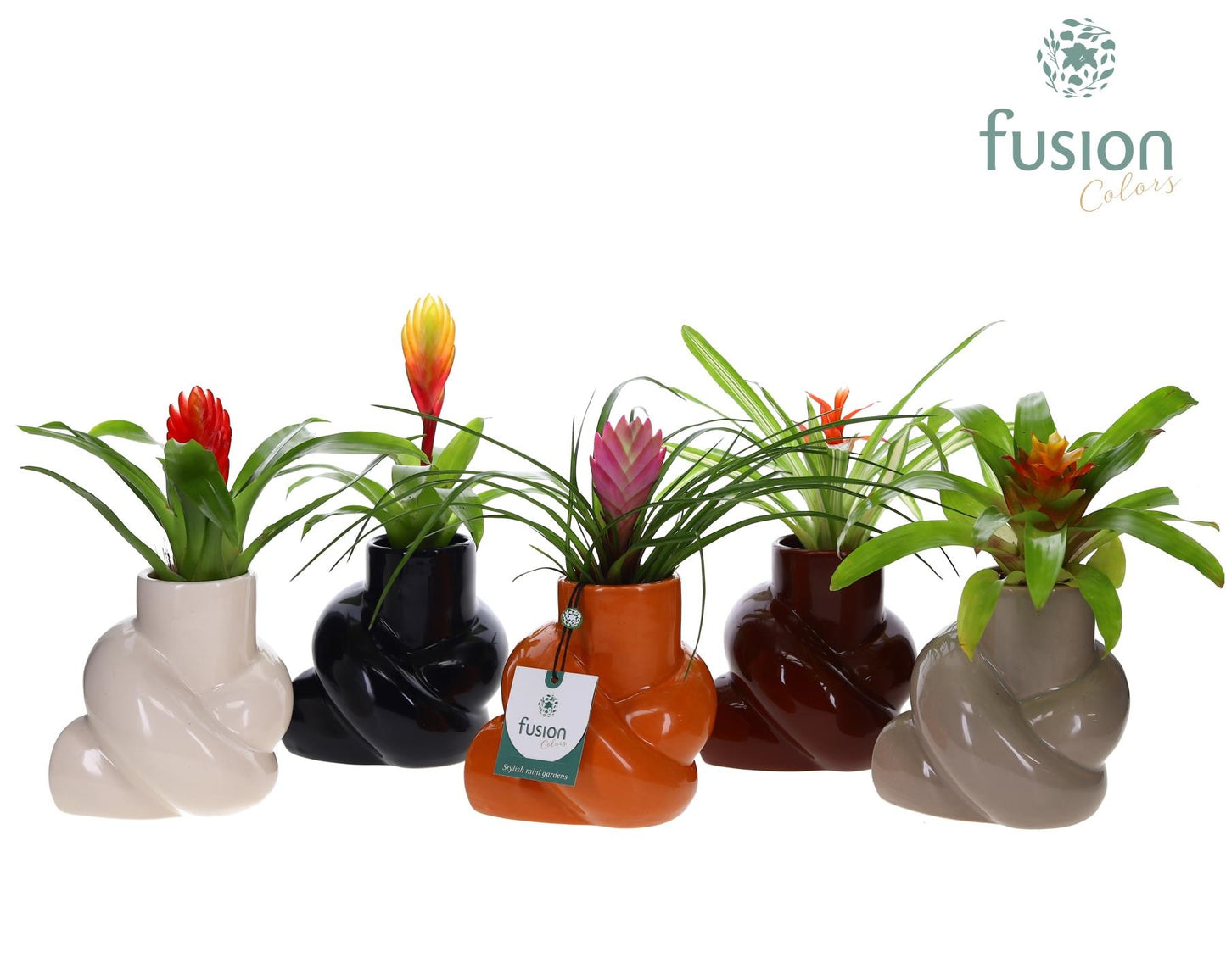 arr. Bromelia 29cm 12cm Pot
