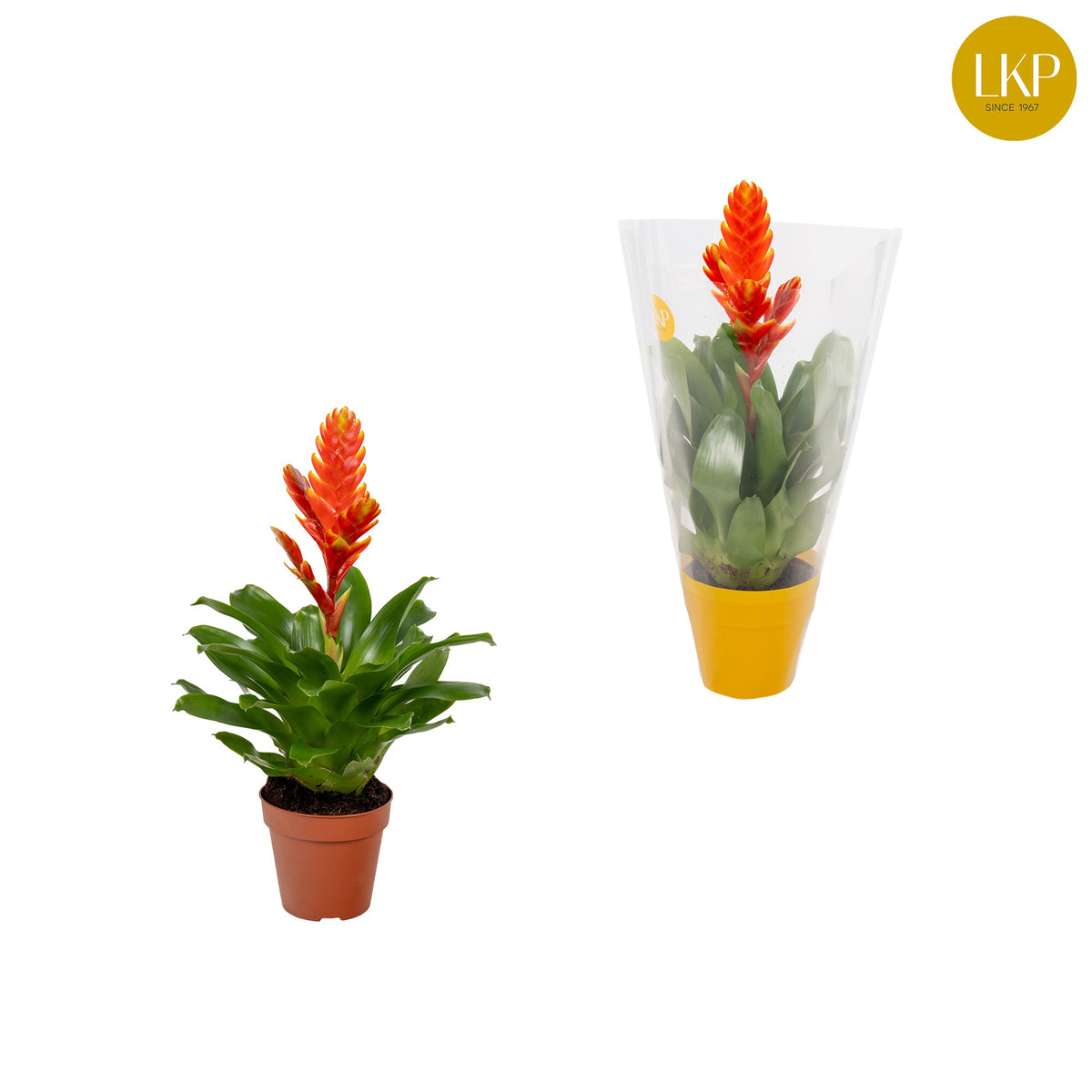 Vriesea Sparkle 30cm 10.5cm Pot