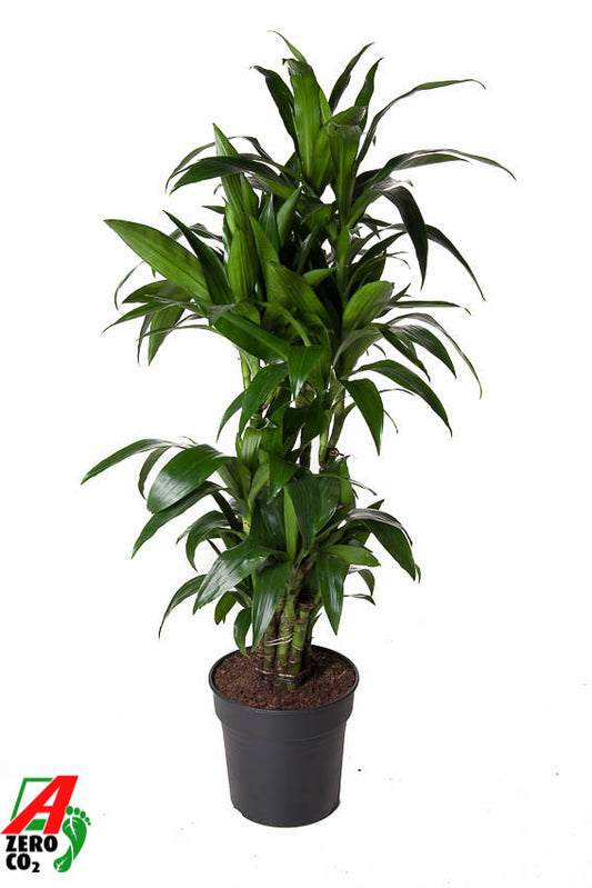 Dracaena fragrans Janet Craig branched 150cm 31cm Pot