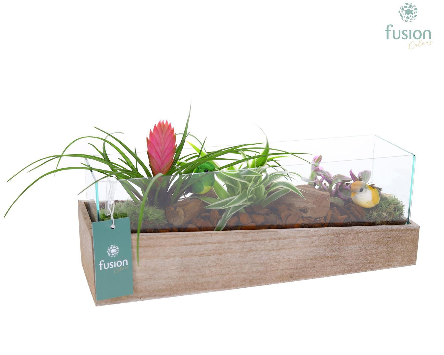 arr. Bromelia 20cm 38cm Pot