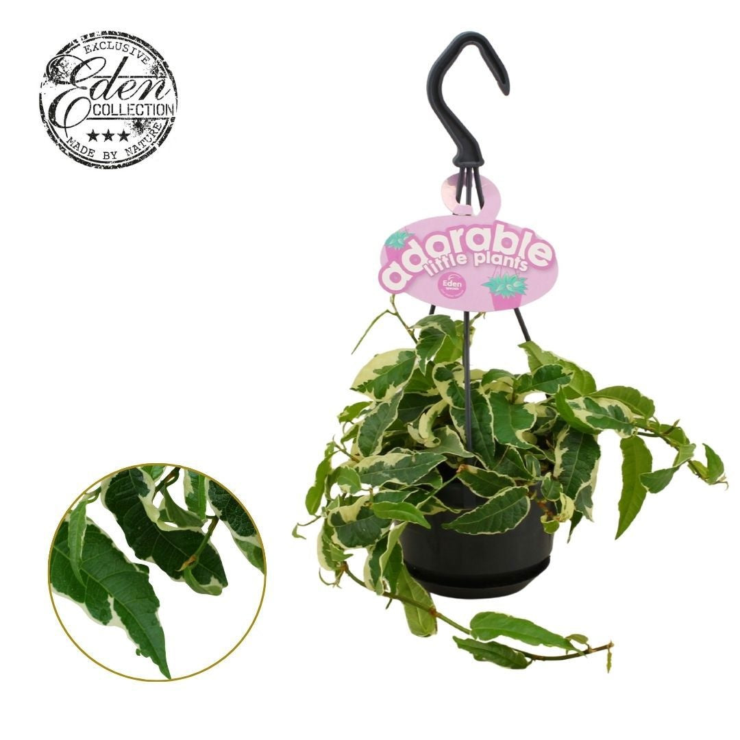 Ficus benjamina 30cm 510cm Pot