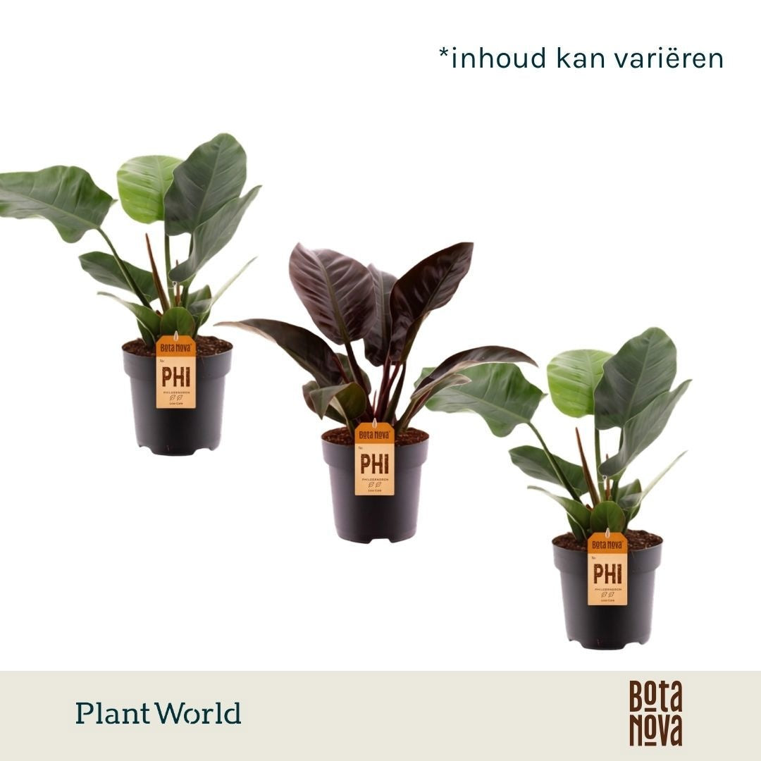Philodendron scandens 60cm 19cm Pot