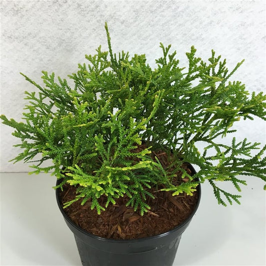 Thujopsis dol. Nana 20cm 19cm Pot