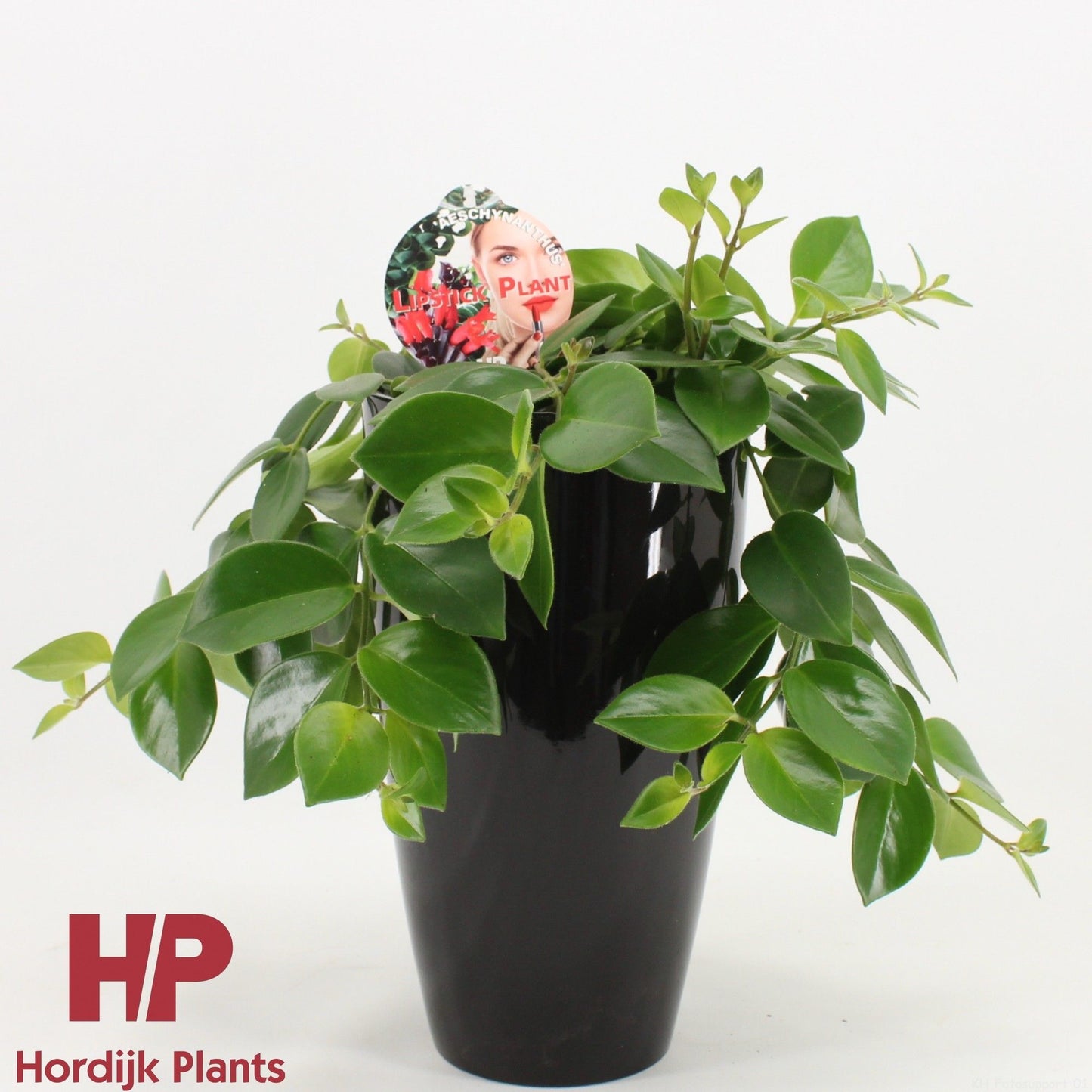 Aeschynanthus Mona Lisa 40cm 15cm Pot