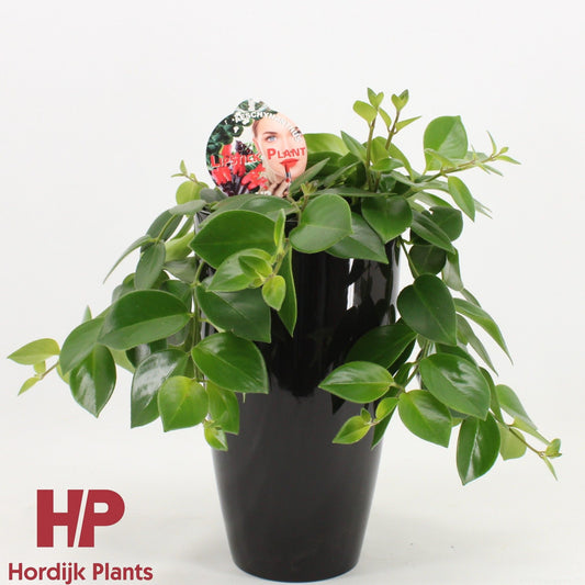 Aeschynanthus Mona Lisa 40cm 15cm Pot