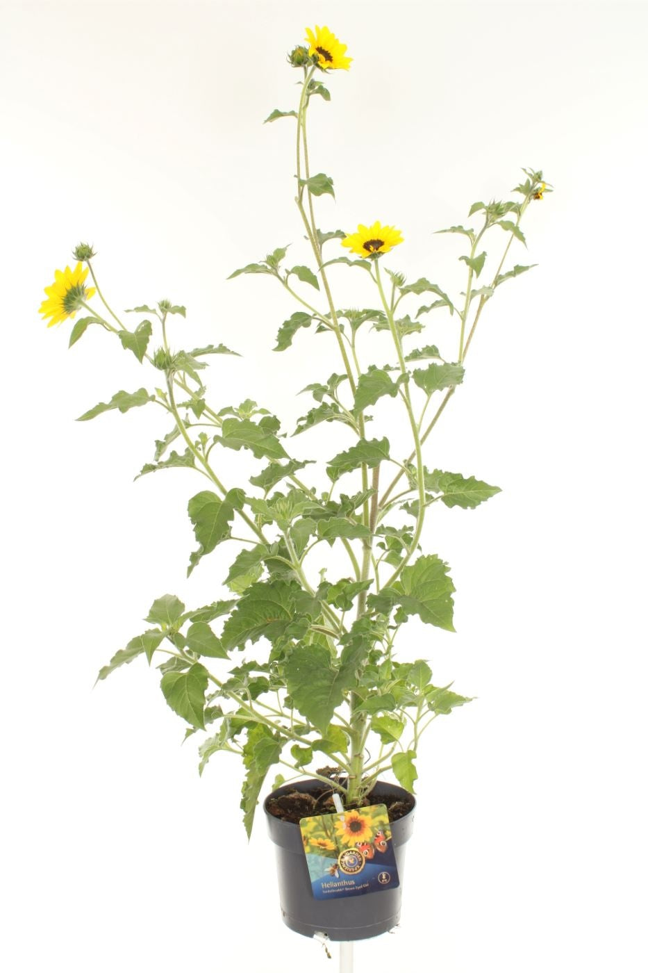 Helianthus ann. Sunblast 80cm 17cm Pot
