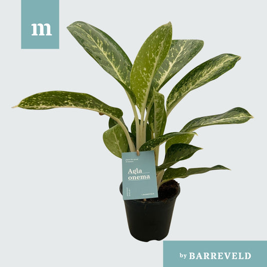 Aglaonema Anouk 40cm 14cm Pot