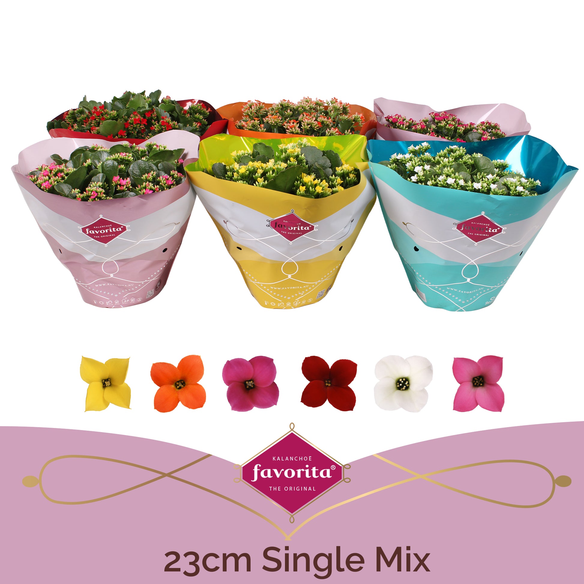 Kalanchoe Single mix 27cm 23cm Pot