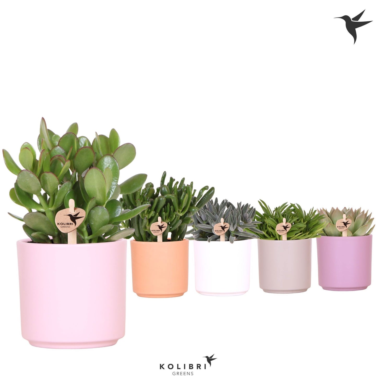 Succulent mix 27cm 12cm Pot