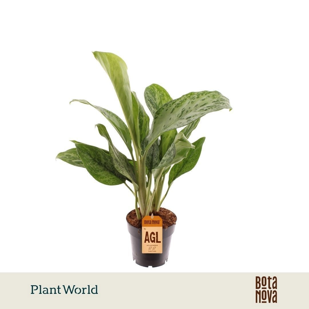 Aglaonema Cutlass 55cm 14cm Pot