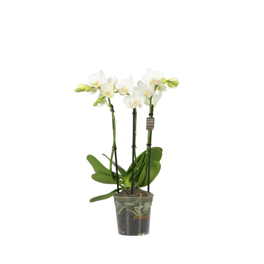 Phalaenopsis Starrion 45cm 12cm Pot