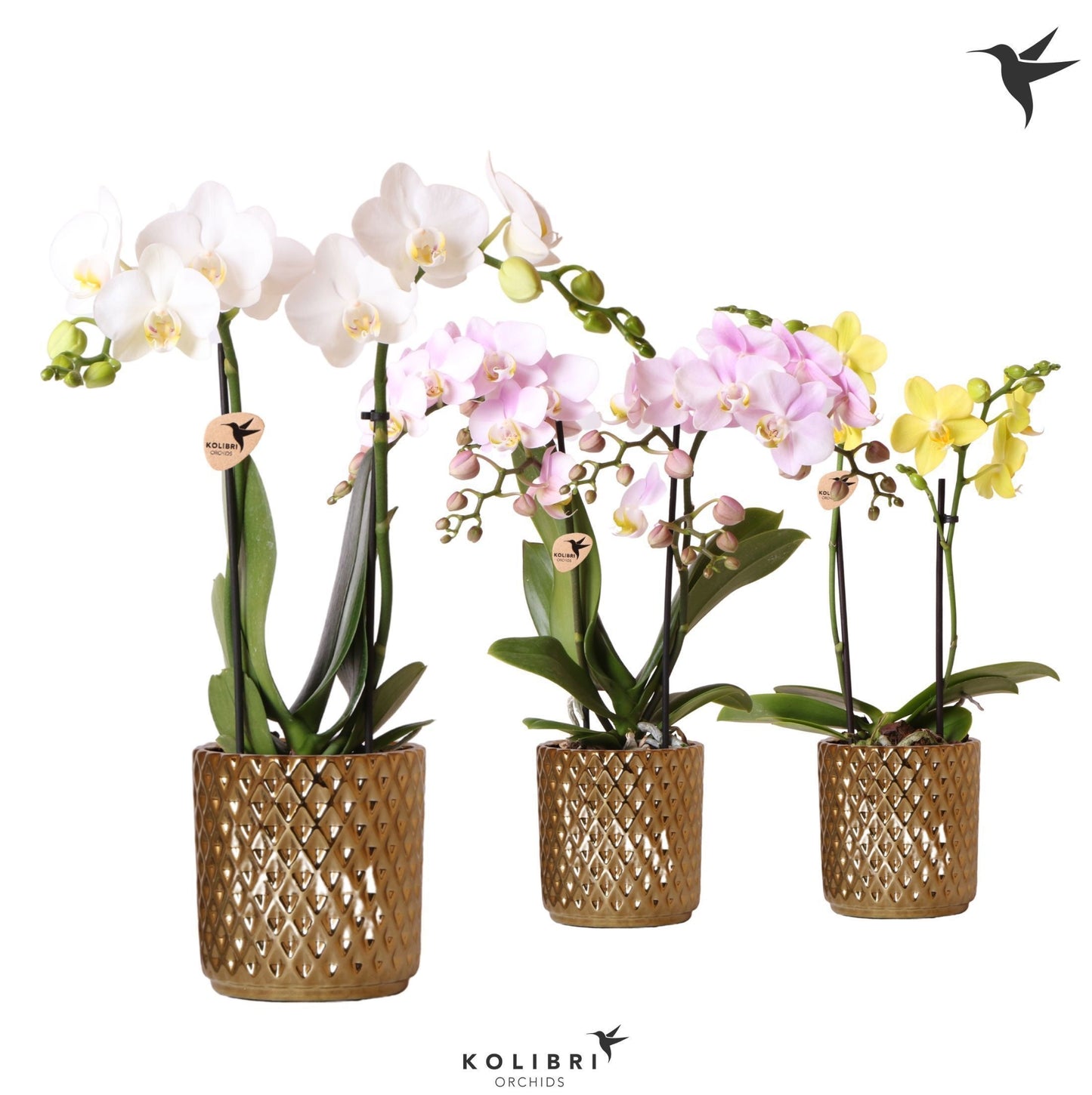Phalaenopsis mix 40cm 9cm Pot