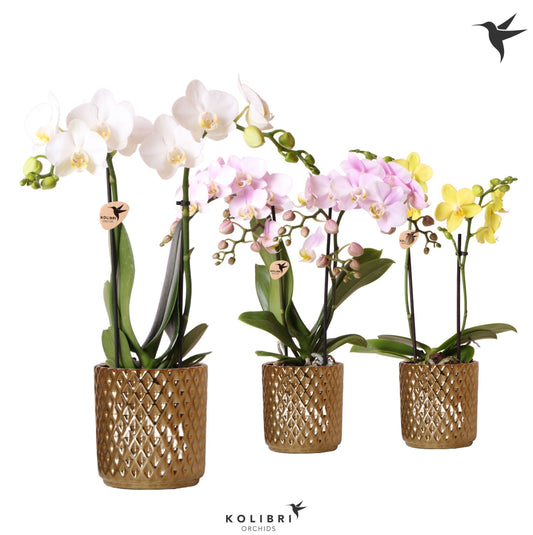 Phalaenopsis mix 40cm 9cm Pot