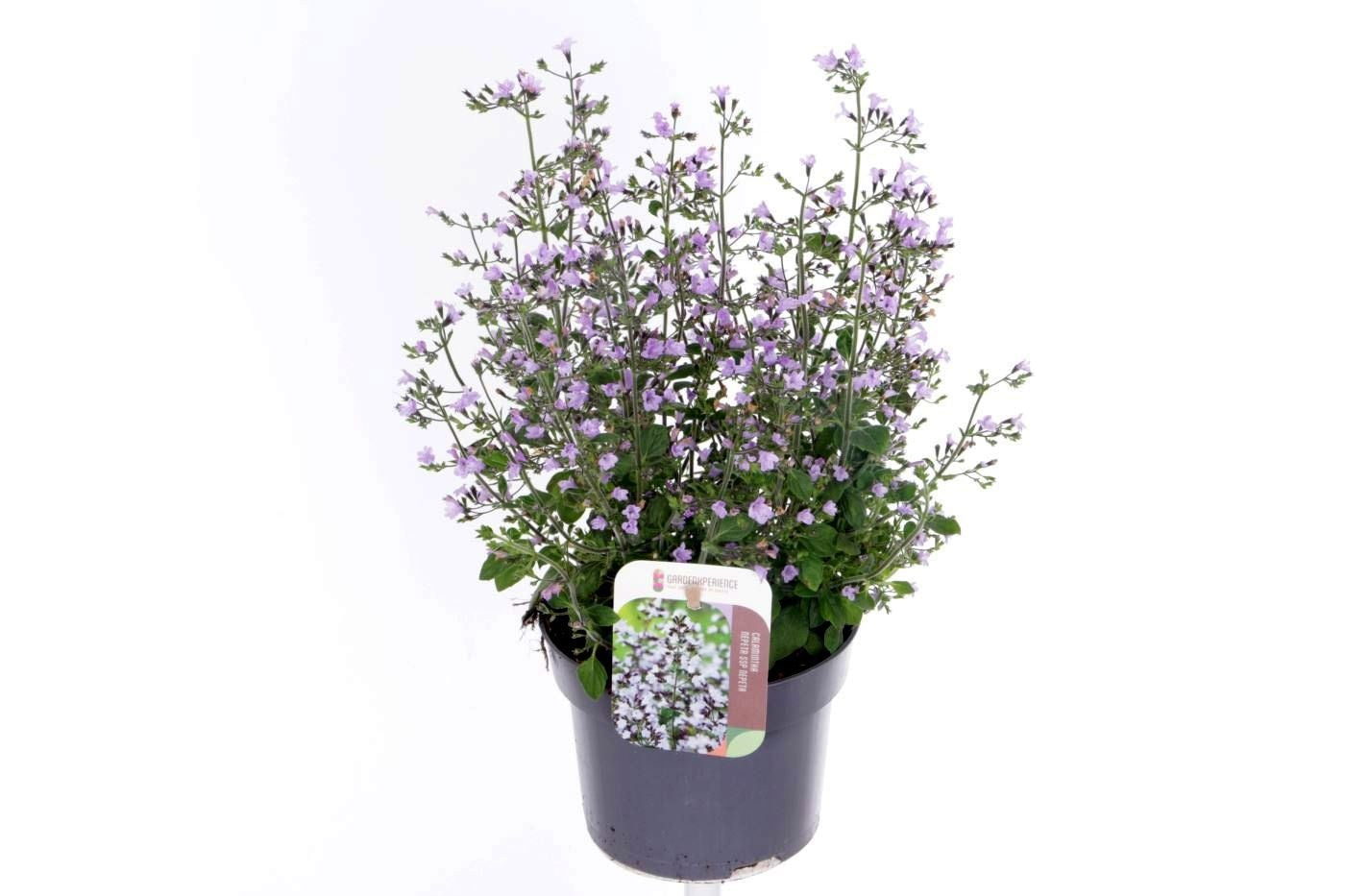 Calamintha nepeta 35cm 13cm Pot