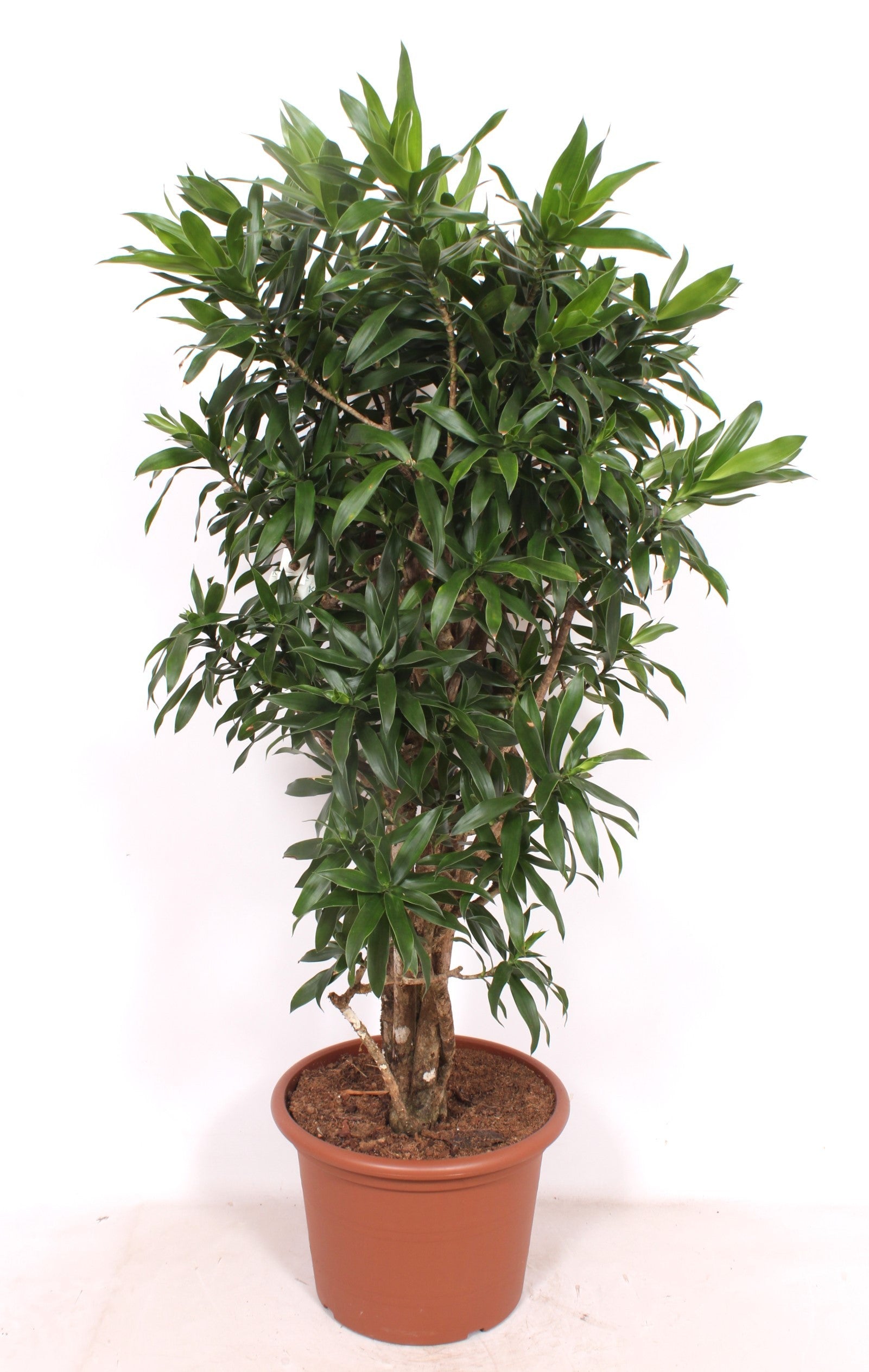 Dracaena reflexa 140cm 40cm Pot