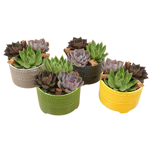 Amigo Plant VOF Succulenten mix ( + drp. L65775) Pack of 4