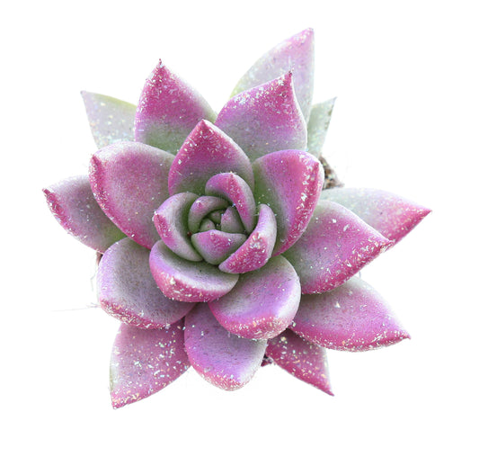 Miranda valentine multi glitter mix 8cm 6cm Pot