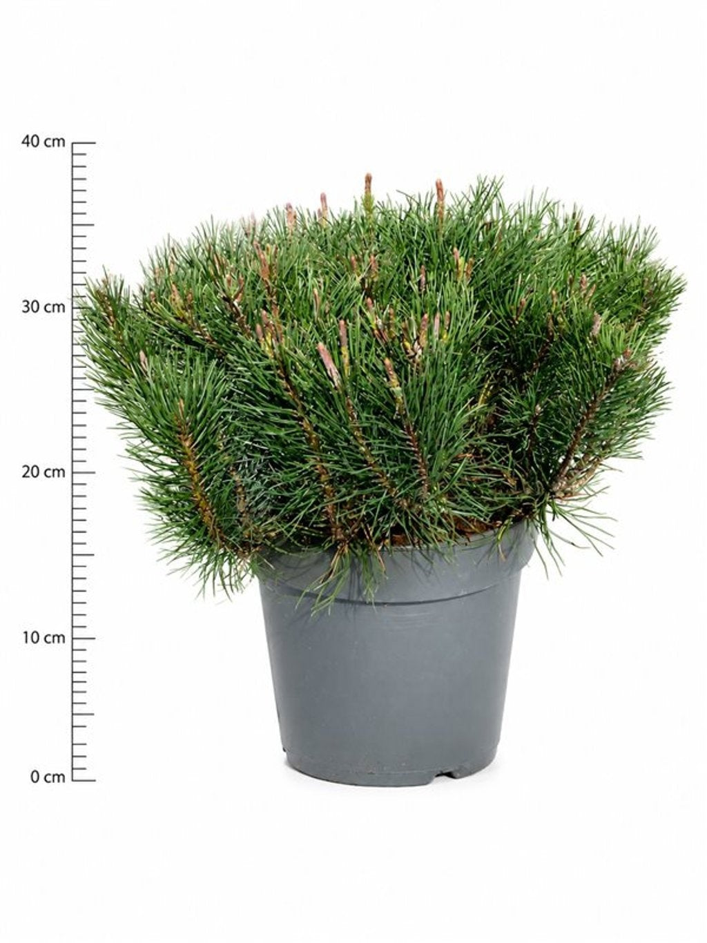 Pinus mugo pumilio 40cm 26cm Pot